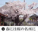 春には桜の名所に